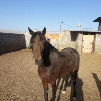 اسب.مادیون کرد|اسب و تجهیزات اسب‌سواری|قم, پردیسان|دیوار