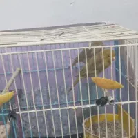 قناری|پرنده|مسجد سلیمان, |دیوار