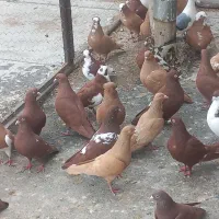 کبوتران سالم