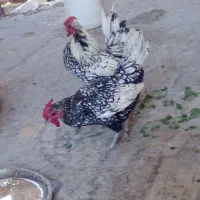 خروس سبرایت جوان