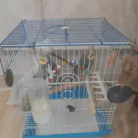 عروس هلندی|پرنده|آستارا, |دیوار