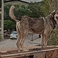 سگ اصیل پژدر نر