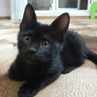 واگذاری گربه