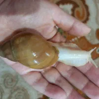 حلزون آلبینو|خزنده|تهران, مینای جنوبی|دیوار