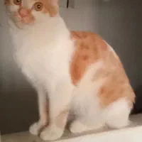 واگذاری گربه خانگی رایگان|گربه|سنندج, |دیوار