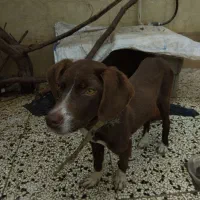 واگذاری توله شکاری ماده