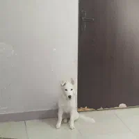 واگذاری سگ|سگ|اهواز, سپیدار|دیوار