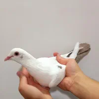 ماده دم قهوه ای گوعک دم قفل