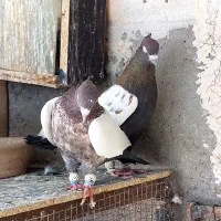 کبوتر|پرنده|قزوین, |دیوار