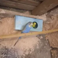 سلام مرغ عشق ماده هست معامله با ماده رنبوری