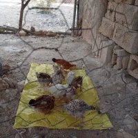 فروش جوجه محلی|حیوانات مزرعه|چرام, |دیوار