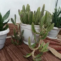 گل های کاکتوس و گل های زیبا|گل و گیاه طبیعی|ارومیه, |دیوار