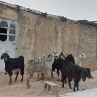 فروش ۷ راس کلر بز جنس/دار آبستن گلون در فیروزاباد|حیوانات مزرعه|فیروزآباد (فارس), |دیوار