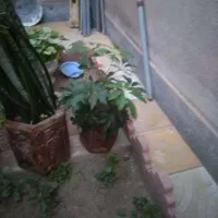 گل با گلدان بزرگ سفالی|گل و گیاه طبیعی|اهر, |دیوار