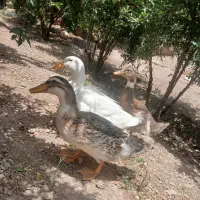 اردک