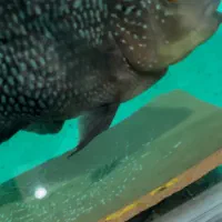 ماهی فلاور هورن و کامفا|ماهی|تهران, سعیدآباد|دیوار