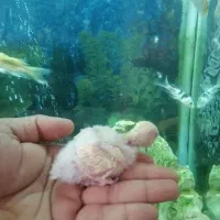 طوطی برزیلی سرلاکی نژاد وایت فیس|پرنده|مهاباد (آذربایجان غربی), |دیوار