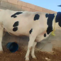 گاو خارجی نزدیک زایمان|حیوانات مزرعه|کرخه, |دیوار