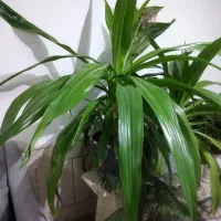 فروش گل ذرتی یاعنکبوتی