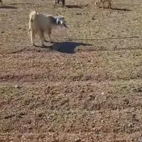 گوسفند داشتی بز|حیوانات مزرعه|سرچهان, |دیوار