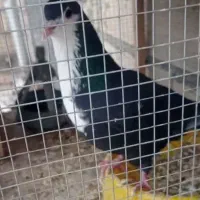 ماده سبز و کوهی