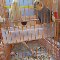 یک جفت عروس