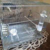 سهره جوجه قفس