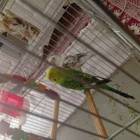 یک جفت مرغ عشق آماده