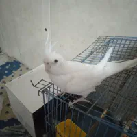 عروس هلندی آلبینو|پرنده|کهنوج, |دیوار