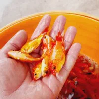 مرکز پخش بچه ماهی سپاهان|ماهی|خمینی‌شهر, |دیوار