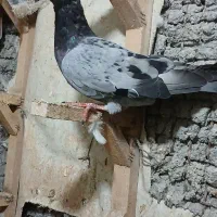 نر دوری|پرنده|دزفول, |دیوار