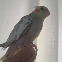 عروس هلندی ارام ودستی وسخنگو|پرنده|گالیکش, |دیوار