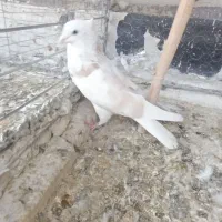 هما کاکلی تهرانی