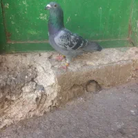 دوبرگرفته شده چیتی نر اوچان گرفته شده