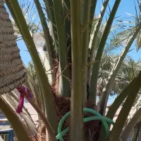 یک نخل عویدی بفروش می رسد