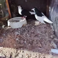 کفتر