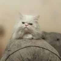 کلاسیک، فلت|گربه|بیرجند, |دیوار