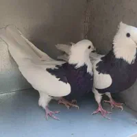 فروش یک جفت طوقی سیاه