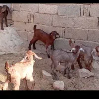 بز کهره دار ترکی جوان در فیروزآباد|حیوانات مزرعه|شیراز, درکی|دیوار