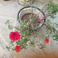 تعدادی گل قرمز