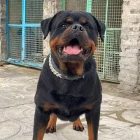 توله سگ روتوایلر.روتفایلر اصیل نگهبان|سگ|اصفهان, قلعه طبره|دیوار