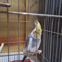 عروس هلندی نر دستی