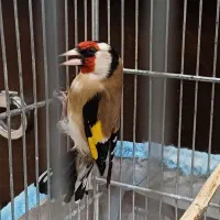 سهره|پرنده|ابهر, |دیوار