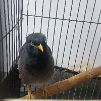 مینا سخنگو|پرنده|ری, عباسآباد|دیوار