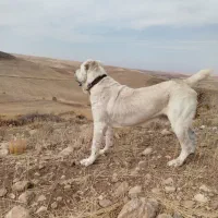 الابای سراب پژدر