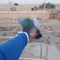 کبوتر پلاکی