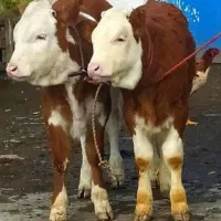 مرکز گوساله های نر و ماده