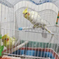 فروش عروس هلندی شیطون بازیگوش|پرنده|برخوار, |دیوار