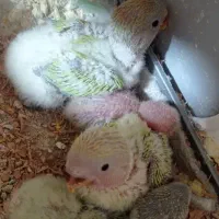 جوجه کوتوله برزیلی سرلاکی