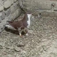 کفتر|پرنده|تاکستان, |دیوار